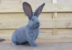 Gezocht: jonge blauwe vlaamse reus, Dieren en Toebehoren, Konijnen, Geslacht onbekend, Groot