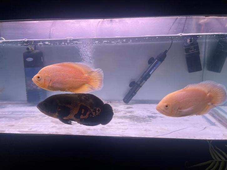 Pauwoog cichlide, Dieren en Toebehoren, Vissen | Aquariumvissen, Zoetwatervis, Vis, Schoolvis