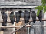 Bronsvleugel Pionus, Dieren en Toebehoren, Meerdere dieren, Papegaai, Geringd