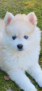 Pomsky F1 pups eerste generatie KLEIN BLIJVEND, CDV (hondenziekte), 8 tot 15 weken, Poolhond, Meerdere