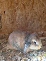 Mooie minilop konijntjes, Meerdere dieren, Dwerg, Hangoor, 0 tot 2 jaar