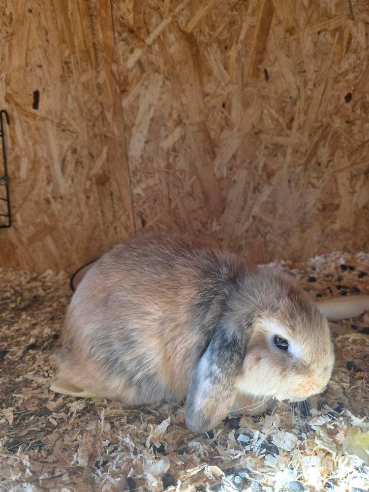 Mooie minilop konijntjes, Dieren en Toebehoren, Konijnen, Dwerg, Meerdere dieren, 0 tot 2 jaar, Hangoor