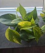 Drakenklimop "Aureum" 1 euro, Ophalen, Overige soorten, Halfschaduw, Minder dan 100 cm