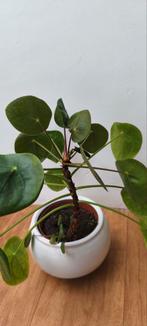 Pilea pannekoeken plant met baby, Ophalen of Verzenden, Overige soorten, Minder dan 100 cm