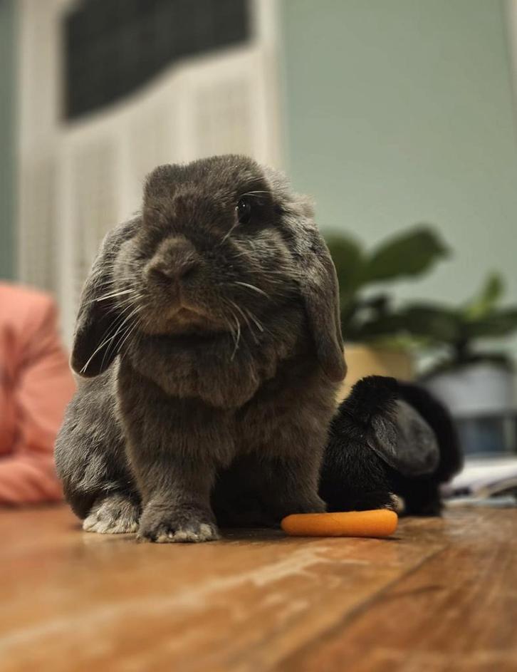 Dwerg hangoor konijnen vrouwtjes, Dieren en Toebehoren, Konijnen, Klein, Vrouwelijk, 0 tot 2 jaar, Hangoor