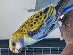 Te Koop 2 Bleekkop Rosella mannen., Dieren en Toebehoren, Vogels | Parkieten en Papegaaien, Mannelijk, Parkiet