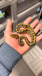 0.1 cypress 100% het clown vall python, Dieren en Toebehoren, Reptielen en Amfibieën, Slang, 0 tot 2 jaar
