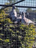 Australische kuif duiven, Dieren en Toebehoren, Vogels | Duiven, Meerdere dieren, Overige soorten