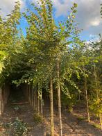 Ulmus minor gladde iep / veld iep, Ophalen, Overige soorten, 250 tot 400 cm