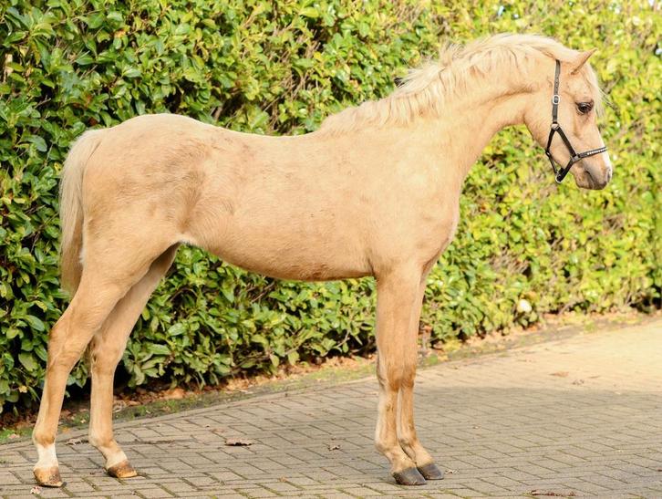 Hele mooie makke palomino pony's, Dieren en Toebehoren, Pony's, Merrie, B pony (1.17m tot 1.27m), 0 tot 2 jaar, Ontwormd