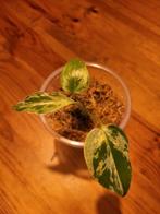 Monstera bulbasaur, Overige soorten, In pot, Minder dan 100 cm, Groene kamerplant