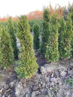 thuja smaragd coniferen, Ophalen, Conifeer, Haag, 100 tot 250 cm