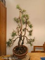Pinus Sylvestris Grove Den, Tuin en Terras, Planten | Bomen, Bloeit niet, Halfschaduw, Minder dan 100 cm, Overige soorten