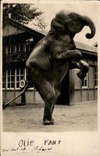 Rotterdam - Diergaarde - Olifant, Verzamelen, Ansichtkaarten | Nederland, Ophalen of Verzenden, Voor 1920, Gelopen, Zuid-Holland