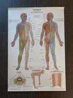 Anatomie Poster Dermatomen - Nieuwstaat, Ophalen of Verzenden, Natuur en Biologie