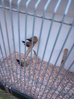 Te koop  zilverbekjes, Dieren en Toebehoren, Vogels | Overige Vogels, Meerdere dieren, Tropenvogel, Geringd