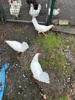 Jonge barneveler hennen kippen 23 weken oud, Dieren en Toebehoren, Pluimvee, Vrouwelijk, Kip