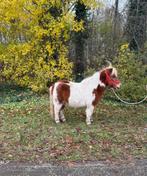 Schitterende lieve kinderpony vosbonte shetlander ruin., Dieren en Toebehoren, Pony's, Ruin, A pony (tot 1.17m), 3 tot 6 jaar