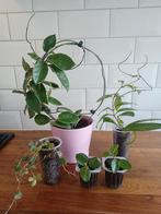 Hoya pakket kies&mix, Huis en Inrichting, Kamerplanten, Ophalen, Overige soorten, Minder dan 100 cm
