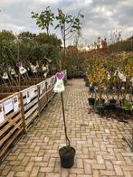 Reine Claude Verte Pruimenboom - Zoete Pruimen!, Overige soorten, Lente, 100 tot 250 cm, Ophalen