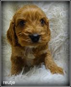 cockapoo pups, Nederland, Parvo, Overige rassen, 8 tot 15 weken