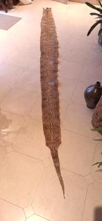 Taxidermie - Slangenvel - Decoratief, Ophalen of Verzenden, Gebruikt, Overige soorten, Opgezet dier