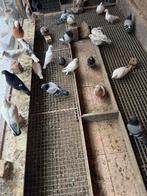 Volwassen postduiven te koop, Meerdere dieren, Postduif