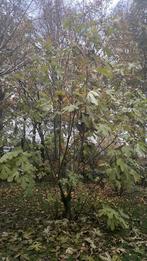 Vijgenboom 5 meterhoog, Tuin en Terras, Bloeit niet, Overige soorten, 100 tot 250 cm, Ophalen