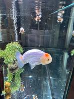 Goldfishes, Dieren en Toebehoren, Vis