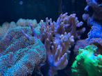 Soft koralen leder koralen zeeaquarium, Dieren en Toebehoren, Ophalen of Verzenden, Nieuw, Gevuld zeewateraquarium