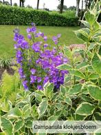Campanula persicifolia prachtklokje, Ophalen, Zomer, Vaste plant, Halfschaduw