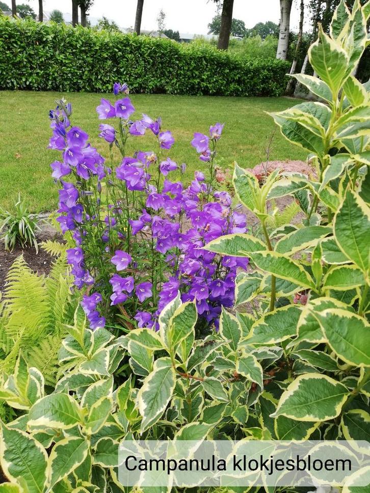 Campanula persicifolia prachtklokje, Tuin en Terras, Planten | Tuinplanten, Vaste plant, Halfschaduw, Zomer, Ophalen