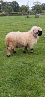 Te huur Topram nieuw bloed italiaans oostenrijks ARR ARR, Dieren en Toebehoren, Schapen, Geiten en Varkens, Mannelijk, Schaap