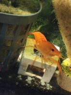 Mooie jonge witte en rode kreeften, Dieren en Toebehoren, Vissen | Aquariumvissen, Vis