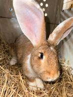 Lieve vlaamse reus, Ram, Dieren en Toebehoren, Mannelijk, Groot