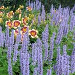 Bio zaden Dropplant/Anijsnetel - Agastache foeniculum, Verzenden, Voorjaar, Volle zon, Zaad