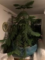 Kamerden araucaria  ca 1meter hoog, Huis en Inrichting, Kamerplanten, Ophalen, Halfschaduw, Minder dan 100 cm