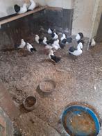 Te koop: Bonte pauwstaartduiven en (sier)watervogels, Dieren en Toebehoren, Pluimvee, Meerdere dieren, Eend