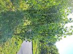 Populus nigra italica, Tuin en Terras, Planten | Bomen, Bloeit niet, Overige soorten, 100 tot 250 cm, Ophalen