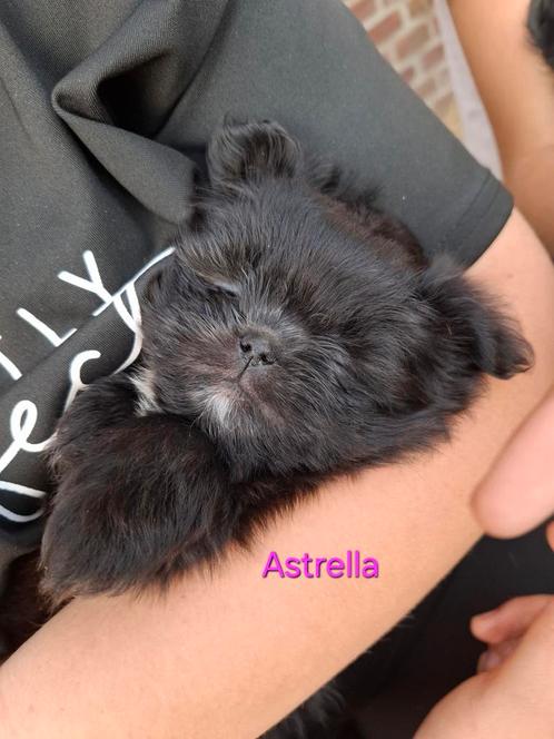 Shiranian (shih tzu x pomeriaan) pup teefje MAG NEST VERLATE, Dieren en Toebehoren, Honden | Chihuahua's en Gezelschapshonden