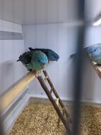 Catharina parkieten, Dieren en Toebehoren, Vogels | Parkieten en Papegaaien, Mannelijk, Parkiet, Geringd