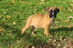 Prachtige Boxer pups met gezonde neus, Dieren en Toebehoren, Nederland, Overige rassen, CDV (hondenziekte), 8 tot 15 weken