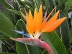 5x Strelitzia Reginae oranje paradijsvolgelbloem banaan zaad, Ophalen, Volle zon, Zaad