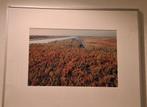 Wadden natuur foto's, Minder dan 50 cm, Gebruikt, Ophalen of Verzenden, Foto of Poster