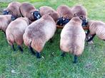 Blauwe Texelaars., Dieren en Toebehoren, Schapen, Geiten en Varkens, Vrouwelijk, Schaap