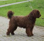 Spaanse waterhond  pups, Particulier, Overige rassen, Buitenland, Meerdere
