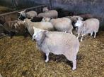 ooi lammeren, Dieren en Toebehoren, Schapen, Geiten en Varkens, Vrouwelijk, Schaap, 0 tot 2 jaar