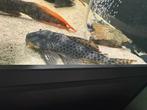 L075 pleco, Dieren en Toebehoren, Vis