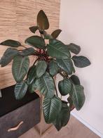 Philodendron Red Beauty XL, Ophalen, Overige soorten, Minder dan 100 cm