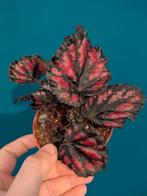 Begonia Etna en Red Kiss plantjes, Ophalen of Verzenden, Overige soorten, Minder dan 100 cm